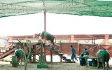 Rờn rợn xem trâu biểu diễn xiếc bước qua người chủ nằm dưới đất